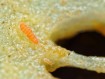 Yuukianura aphoruroides : Le Collembole Orange Géant de Collection 🍊