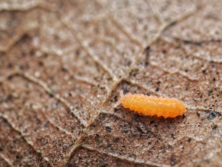 Gros plan sur un Yuukianura aphoruroides, le collembole orange nettoyeur de terrarium