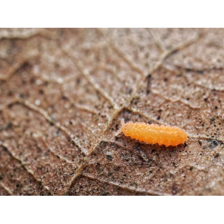 Gros plan sur un Yuukianura aphoruroides, le collembole orange nettoyeur de terrarium