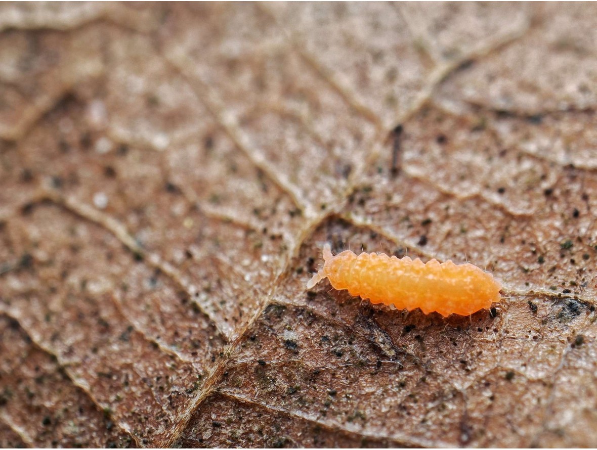 Gros plan sur un Yuukianura aphoruroides, le collembole orange nettoyeur de terrarium