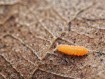 Gros plan sur un Yuukianura aphoruroides, le collembole orange nettoyeur de terrarium
