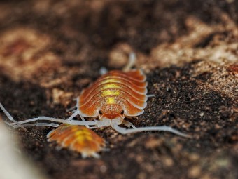 Porcellio bolivari "Sunset" : L'Isopode Géant d'Espagne Flamboyant 🌅