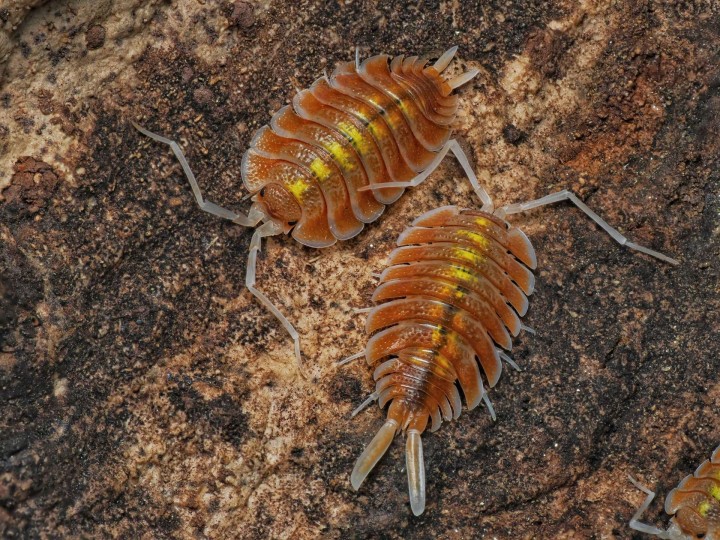 Porcellio bolivari "Sunset" - Isopode Géant