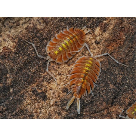 Porcellio bolivari "Sunset" - Isopode Géant