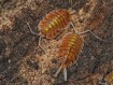 Porcellio bolivari "Sunset" - Isopode Géant