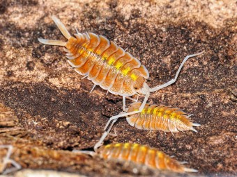 Porcellio bolivari "Sunset" : L'Isopode Géant d'Espagne Flamboyant 🌅