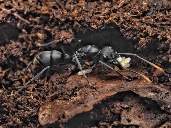 Neoponera apicalis - Achat Fourmis Exotiques