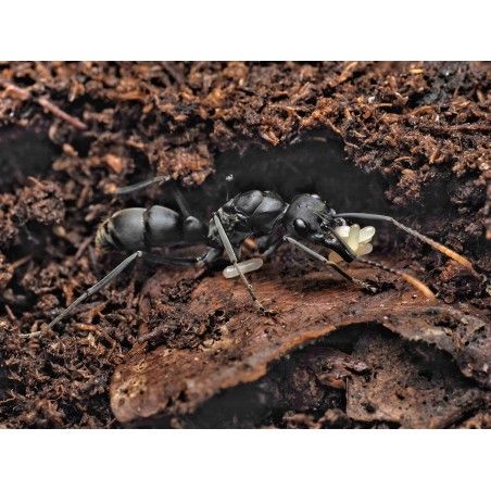 Neoponera apicalis - Achat Fourmis Exotiques