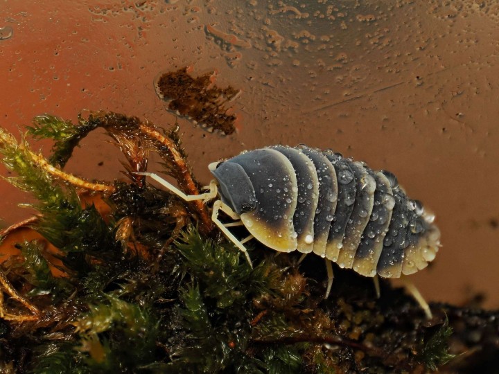 Ardentiella Milky Edge - Isopode Rare
