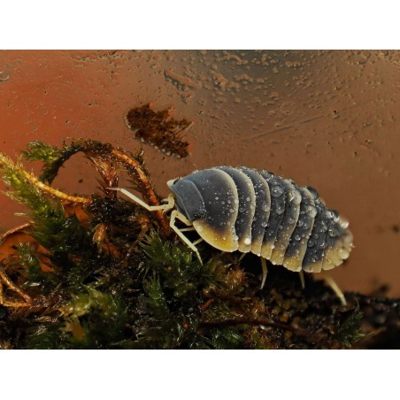 Ardentiella Milky Edge - Isopode Rare