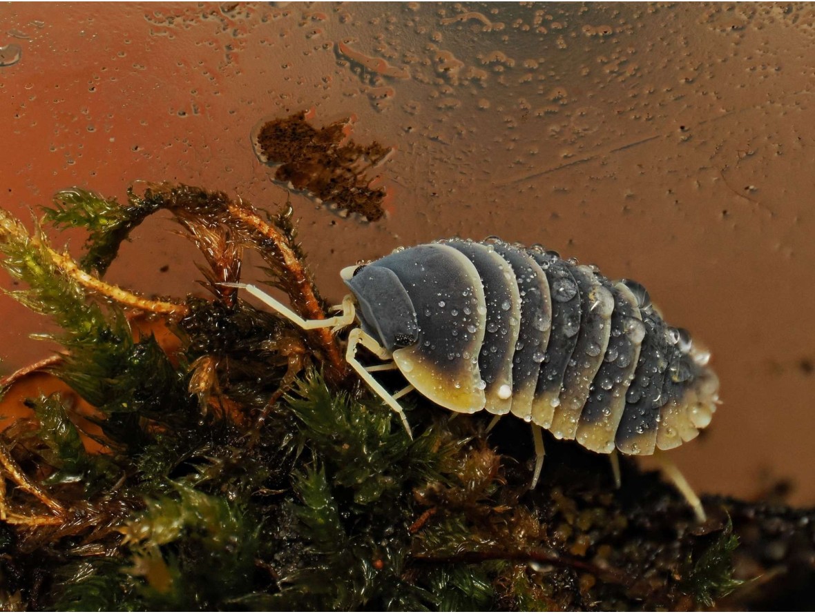 Ardentiella Milky Edge - Isopode Rare