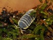 Ardentiella sp. "Milky Edge" : L'Isopode Rare aux Bordures Lactées 🥛