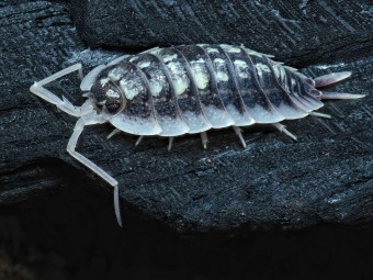 Porcellio sp. Abismo Frio - Isopode Rare