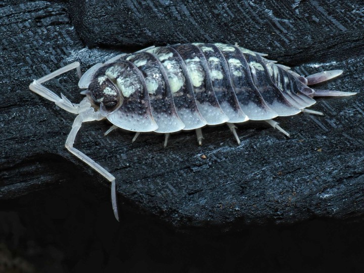 Porcellio sp. Abismo Frio - Isopode Rare