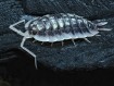 Porcellio sp. Abismo Frio - Isopode Rare