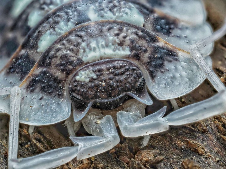 Porcellio sp. Abismo Frio - Isopode Rare