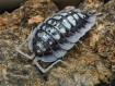 Porcellio sp. "Abismo Frio" : L'Isopode Géant des Montagnes 🏔️