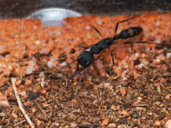 Fiche d'élevage Harpegnathos microvenator : La Fourmi Sauteuse des Philippines