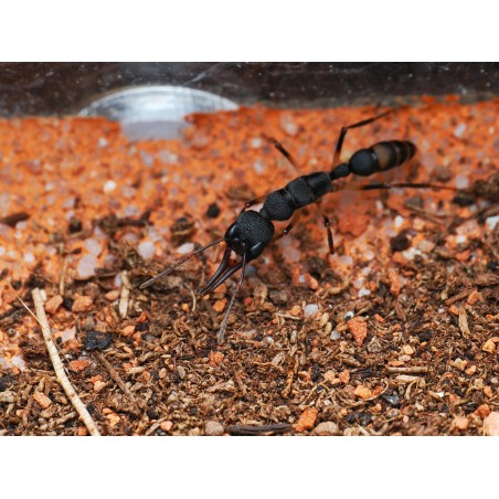 Fiche d'élevage Harpegnathos microvenator : La Fourmi Sauteuse des Philippines