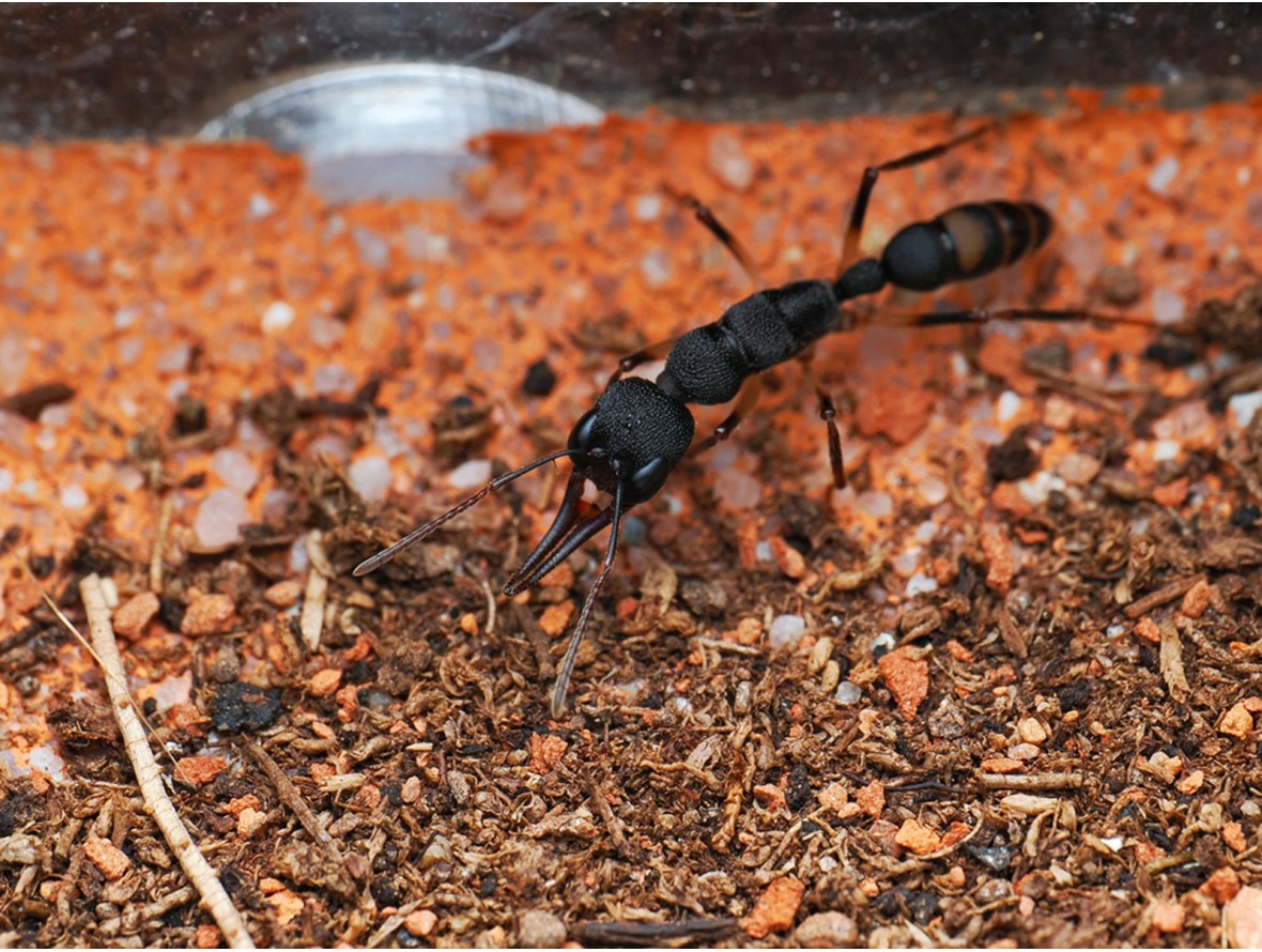 Fiche d'élevage Harpegnathos microvenator : La Fourmi Sauteuse des Philippines