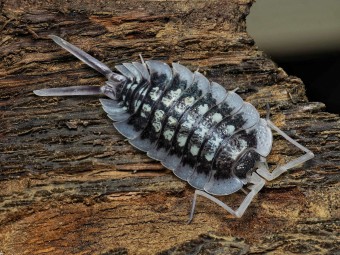 Porcellio sp. Abismo Frio - Isopode Rare