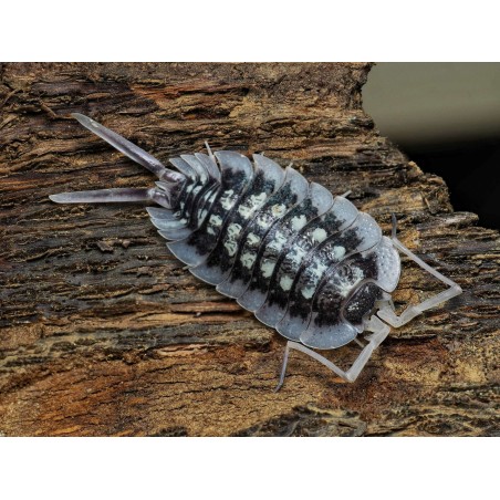 Porcellio sp. Abismo Frio - Isopode Rare