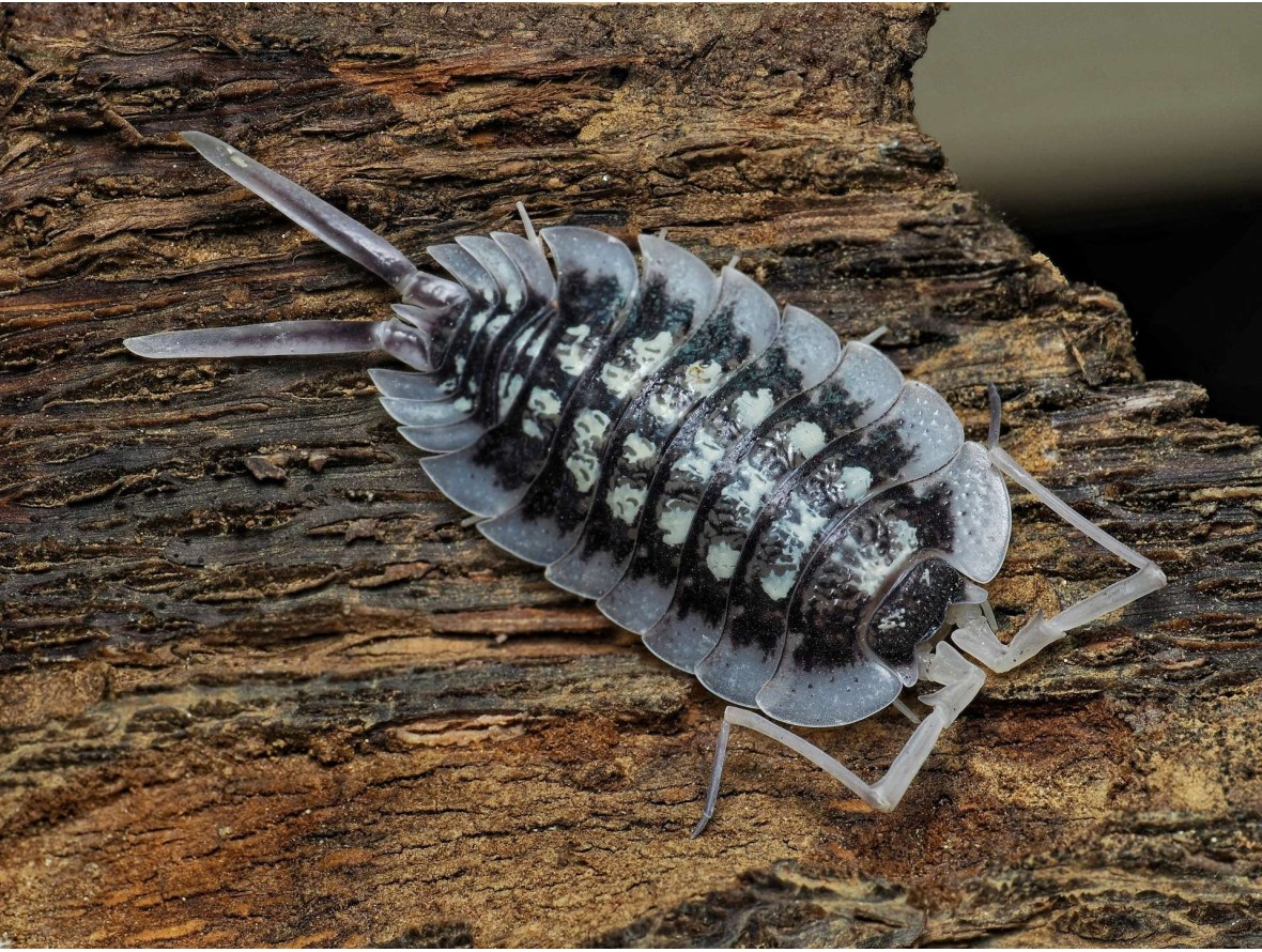 Porcellio sp. Abismo Frio - Isopode Rare