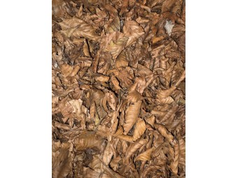Sac de Feuilles Mortes Premium 2,5 Litres : Base Bio-Active et Nourriture 🍂