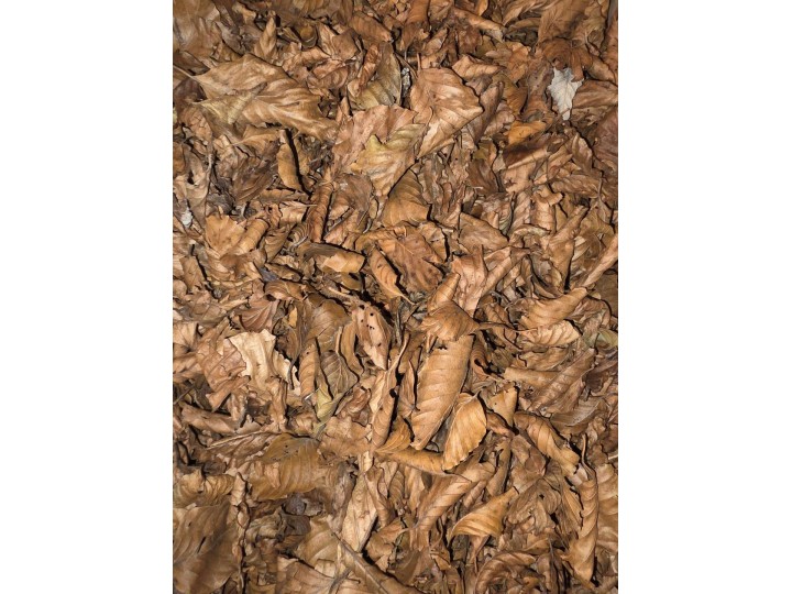 Sac de Feuilles Mortes Premium 2,5 Litres : Base Bio-Active et Nourriture 🍂
