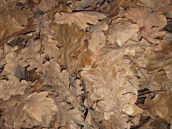Sac de Feuilles Mortes 2,5L pour Isopodes