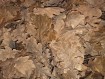 Sac de Feuilles Mortes 2,5L pour Isopodes