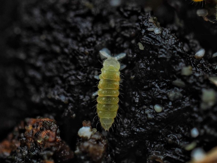 Ceratophysella isabellae Yellow Albino - Collembole Jaune