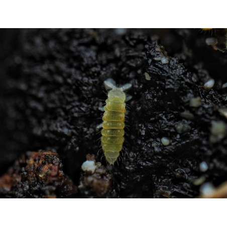Ceratophysella isabellae Yellow Albino - Collembole Jaune