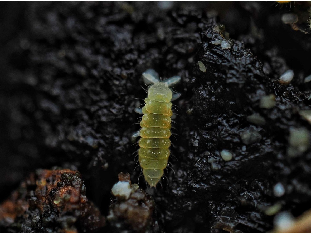 Ceratophysella isabellae Yellow Albino - Collembole Jaune