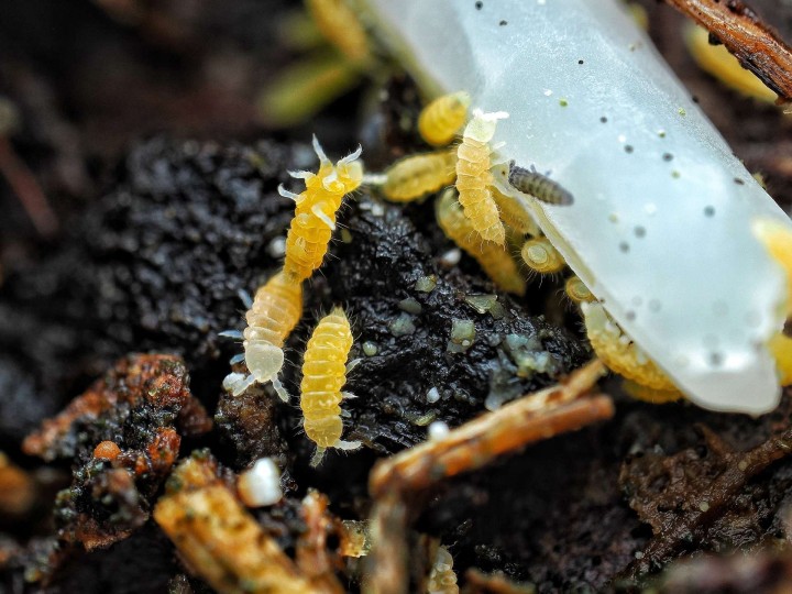 Ceratophysella isabellae "Yellow Albino" : Le Collembole Jaune Fluorescent 🟡