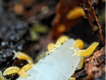 Ceratophysella isabellae "Yellow Albino" : Le Collembole Jaune Fluorescent 🟡