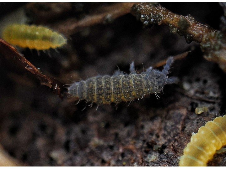 Ceratophysella isabellae Lilac - Collembole Violet