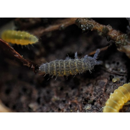 Ceratophysella isabellae Lilac - Collembole Violet