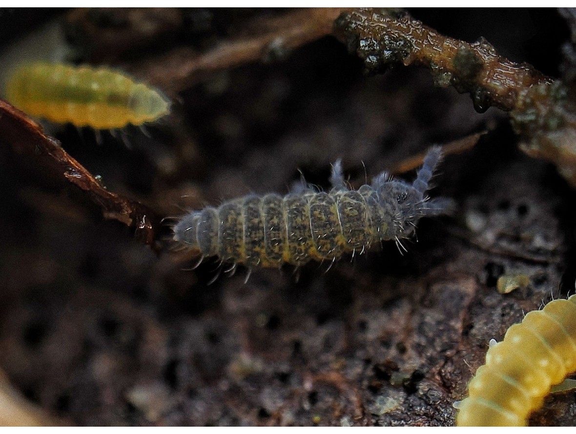 Ceratophysella isabellae Lilac - Collembole Violet