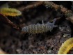 Ceratophysella isabellae Lilac - Collembole Violet