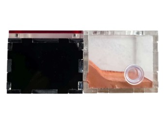 Nid de Fondation Antandpod : Module Intégré Nid & Aire de Chasse 🐜