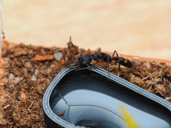 Fiche d'élevage Harpegnathos microvenator : La Fourmi Sauteuse des Philippines