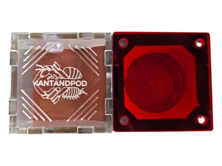 Nid de Fondation Antandpod pour Fourmis