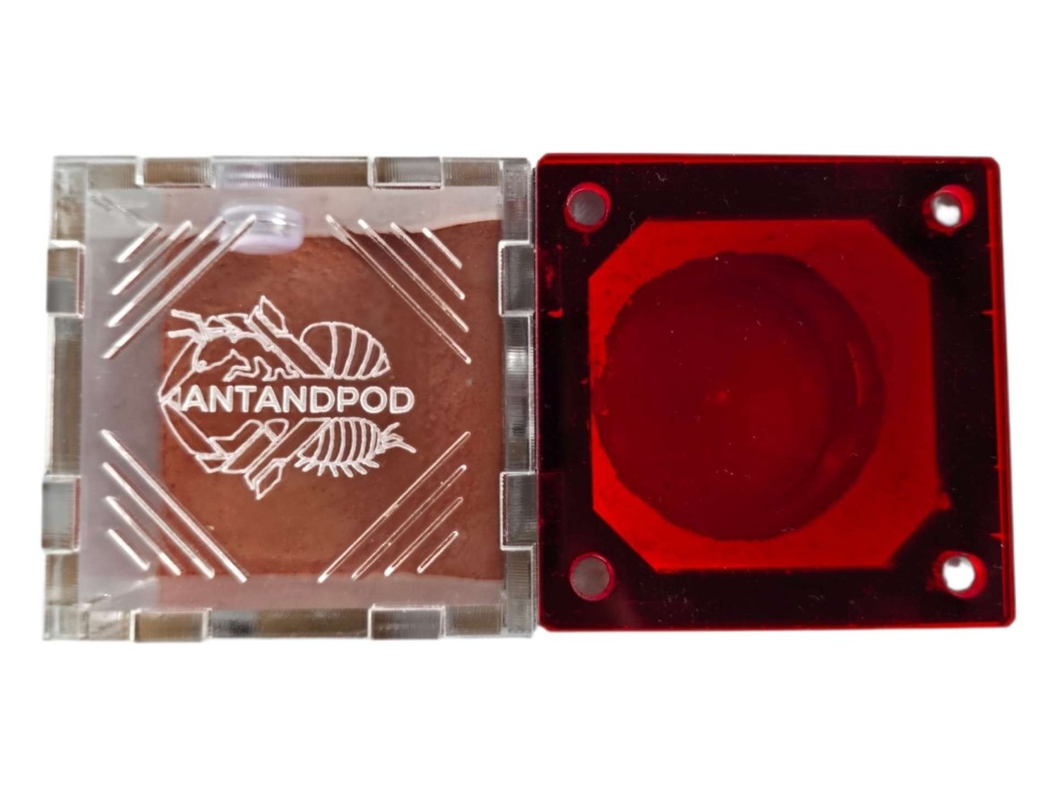 Nid de Fondation Antandpod pour Fourmis