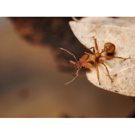 Daceton armigerum - Achat Fourmis Exotiques