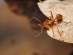 Daceton armigerum - Achat Fourmis Exotiques