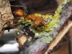 Daceton armigerum : La Fourmi Trap-Jaw Arboricole Géante 🌿