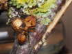 Daceton armigerum : La Fourmi Trap-Jaw Arboricole Géante 🌿