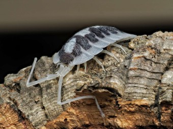 Porcellio succinctus "Black Ribs" : L'Isopode Géant Espagnol 🖤
