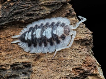 Acheter Porcellio succinctus Black Ribs